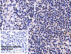 Invitrogen Caspase 8 Polyclonal Antibody 200 &mu;L; Unconjugated:Antibodies,