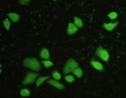 Invitrogen Caspase 8 Polyclonal Antibody 200 &mu;L; Unconjugated:Antibodies,