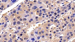 Invitrogen Caspase 8 Polyclonal Antibody 200 &mu;L; Unconjugated:Antibodies,