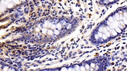 Invitrogen Caspase 8 Polyclonal Antibody 200 &mu;L; Unconjugated:Antibodies,