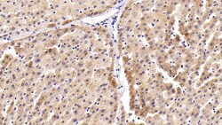 Invitrogen Caspase 8 Polyclonal Antibody 200 &mu;L; Unconjugated:Antibodies,