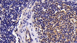 Invitrogen Caspase 8 Polyclonal Antibody 200 &mu;L; Unconjugated:Antibodies,