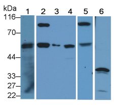 Invitrogen Caspase 8 Polyclonal Antibody 200 &mu;L; Unconjugated:Antibodies,