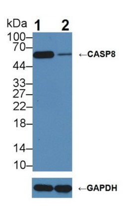 Invitrogen Caspase 8 Polyclonal Antibody 200 &mu;L; Unconjugated:Antibodies,