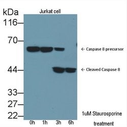 Invitrogen Caspase 8 Polyclonal Antibody 200 &mu;L; Unconjugated:Antibodies,