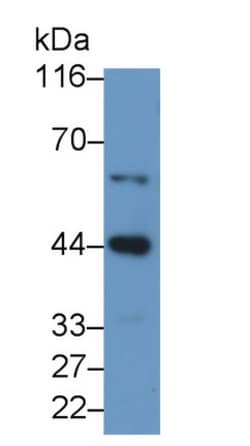 Invitrogen CASP9 Polyclonal Antibody:Antibodies:Primary Antibodies
