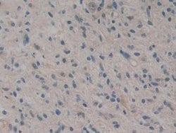Invitrogen CARD9 Polyclonal Antibody 20 &mu;L; Unconjugated:Antibodies,