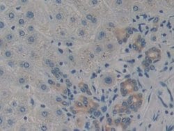 Invitrogen CARD9 Polyclonal Antibody 20 &mu;L; Unconjugated:Antibodies,
