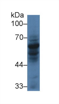 Invitrogen CARD9 Polyclonal Antibody 20 &mu;L; Unconjugated:Antibodies,
