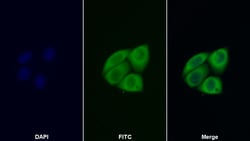 Invitrogen COMT Polyclonal Antibody:Antibodies:Primary Antibodies