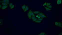 Invitrogen COMT Polyclonal Antibody:Antibodies:Primary Antibodies