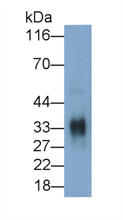 Invitrogen Cathepsin Z Polyclonal Antibody 20 &mu;L; Unconjugated:Antibodies,