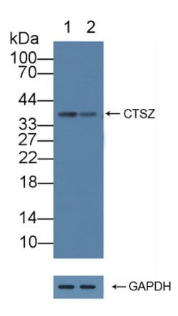 Invitrogen Cathepsin Z Polyclonal Antibody 20 &mu;L; Unconjugated:Antibodies,