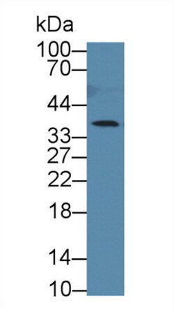 Invitrogen Cathepsin Z Polyclonal Antibody 20 &mu;L; Unconjugated:Antibodies,