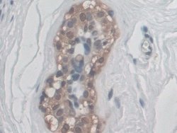 Invitrogen CD300c Polyclonal Antibody 200 &mu;L; Unconjugated:Antibodies,