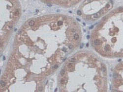 Invitrogen CD300c Polyclonal Antibody 200 &mu;L; Unconjugated:Antibodies,