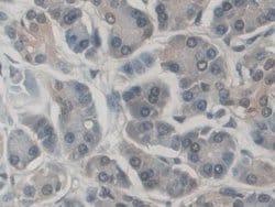 Invitrogen CD300c Polyclonal Antibody 200 &mu;L; Unconjugated:Antibodies,