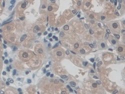Invitrogen CD300c Polyclonal Antibody 200 &mu;L; Unconjugated:Antibodies,