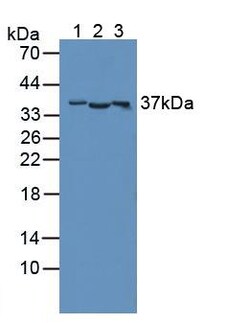 Invitrogen CD300c Polyclonal Antibody:Antibodies:Primary Antibodies