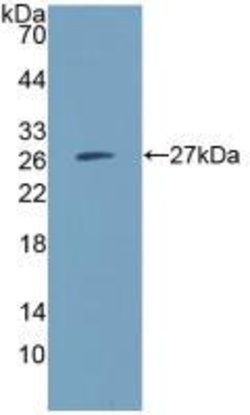 Invitrogen CD300c Polyclonal Antibody 200 &mu;L; Unconjugated:Antibodies,
