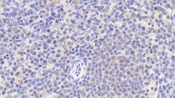 Invitrogen CD5 Polyclonal Antibody:Antibodies:Primary Antibodies
