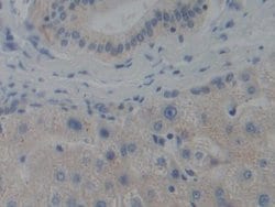 Invitrogen CENPH Polyclonal Antibody 200 &mu;L; Unconjugated:Antibodies,