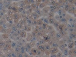 Invitrogen CENPH Polyclonal Antibody 200 &mu;L; Unconjugated:Antibodies,