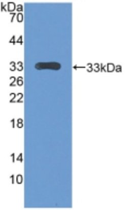 Invitrogen CENPH Polyclonal Antibody 200 &mu;L; Unconjugated:Antibodies,