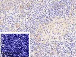 Invitrogen TCP-1 beta Polyclonal Antibody 200 &mu;L; Unconjugated:Antibodies,