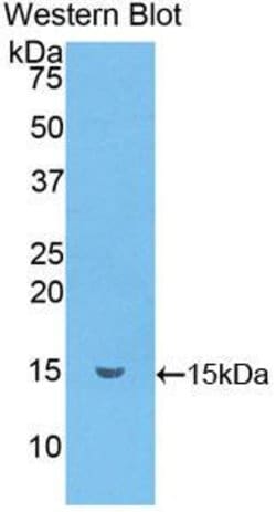 Invitrogen CCL6 Polyclonal Antibody 20 &mu;L; Unconjugated:Antibodies,