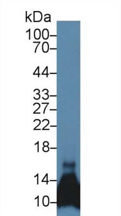 Invitrogen CCL6 Polyclonal Antibody 20 &mu;L; Unconjugated:Antibodies,