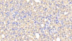 Invitrogen CHRDL1 Polyclonal Antibody 20 &mu;L; Unconjugated:Antibodies,