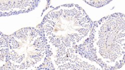 Invitrogen CHRDL1 Polyclonal Antibody 20 &mu;L; Unconjugated:Antibodies,