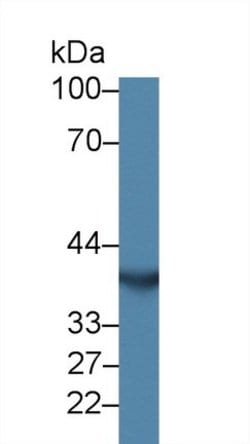 Invitrogen CHRDL1 Polyclonal Antibody 20 &mu;L; Unconjugated:Antibodies,