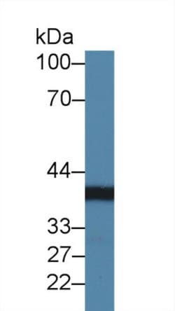 Invitrogen CHRDL1 Polyclonal Antibody 20 &mu;L; Unconjugated:Antibodies,