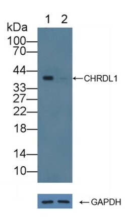 Invitrogen CHRDL1 Polyclonal Antibody 20 &mu;L; Unconjugated:Antibodies,