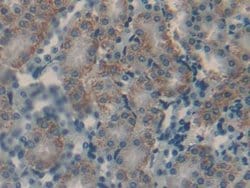 Invitrogen CGA Polyclonal Antibody 200 &mu;L; Unconjugated:Antibodies,