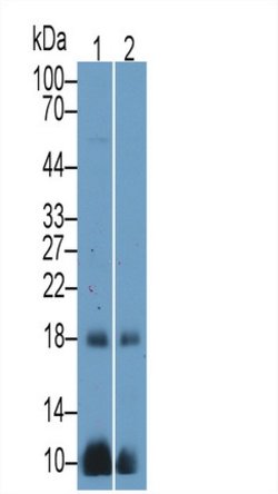 Invitrogen CGA Polyclonal Antibody 200 &mu;L; Unconjugated:Antibodies,