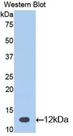 Invitrogen CGA Polyclonal Antibody 200 &mu;L; Unconjugated:Antibodies,