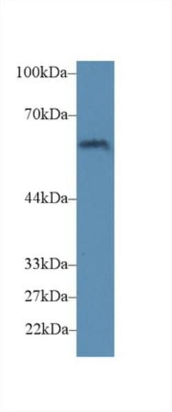 Invitrogen CD15 Polyclonal Antibody 20 &mu;L; Unconjugated:Antibodies,