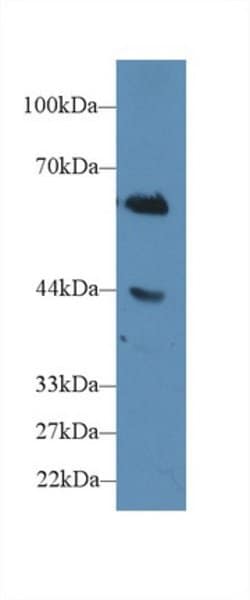 Invitrogen CD15 Polyclonal Antibody 20 &mu;L; Unconjugated:Antibodies,