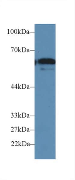 Invitrogen CD15 Polyclonal Antibody 20 &mu;L; Unconjugated:Antibodies,