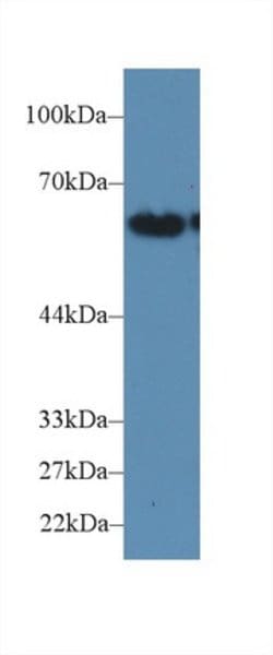 Invitrogen CD15 Polyclonal Antibody 20 &mu;L; Unconjugated:Antibodies,
