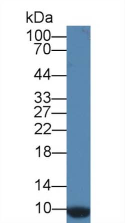 Invitrogen CD164 Polyclonal Antibody 20 &mu;L; Unconjugated:Antibodies,
