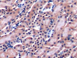 Invitrogen CD229 Polyclonal Antibody 20 &mu;L; Unconjugated:Antibodies,