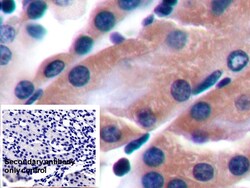Invitrogen CD229 Polyclonal Antibody 20 &mu;L; Unconjugated:Antibodies,