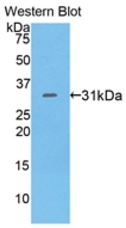 Invitrogen CD229 Polyclonal Antibody 20 &mu;L; Unconjugated:Antibodies,