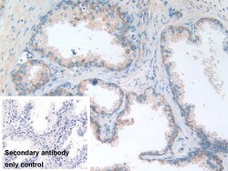 Invitrogen B7-H3 Polyclonal Antibody 200 &mu;L; Unconjugated:Antibodies,