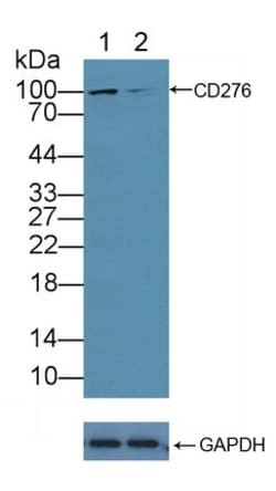 Invitrogen B7-H3 Polyclonal Antibody 200 &mu;L; Unconjugated:Antibodies,