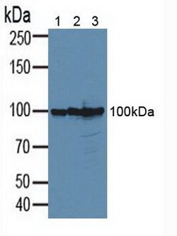 Invitrogen B7-H3 Polyclonal Antibody 200 &mu;L; Unconjugated:Antibodies,